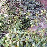 P2010014